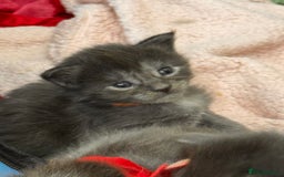 Maine Coon cats for sale: Purebred Blue Maincoon Kittens  - Image 21