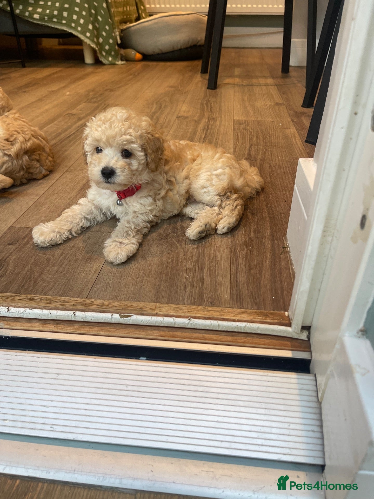 Toy Poodle dogs KC registered Toy Poodles - Advert 1