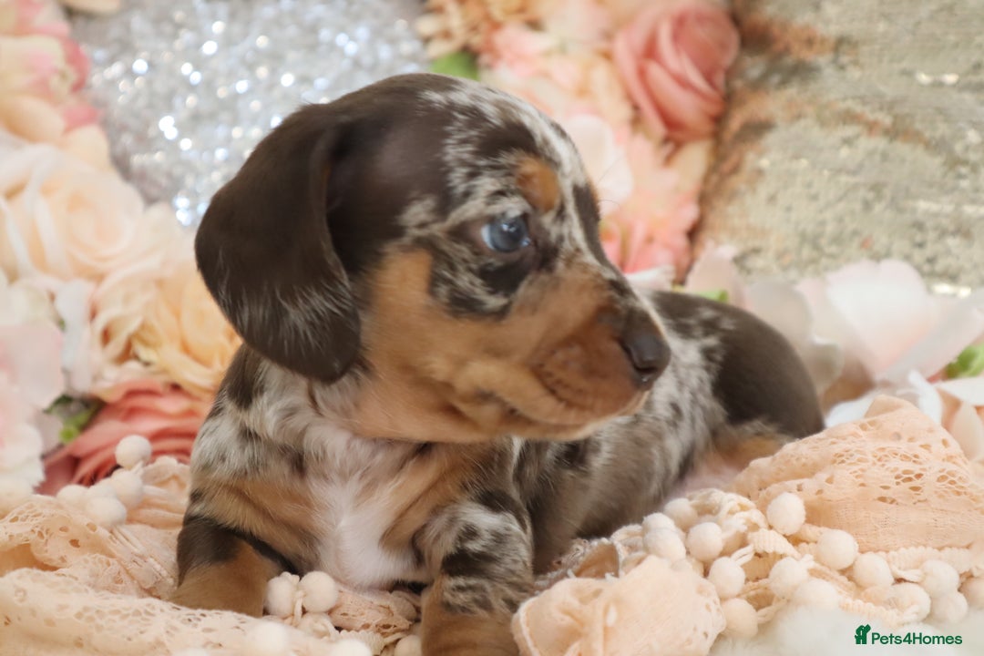 Miniature Dachshund dogs for sale: KC Registered Miniature Dachshund Puppies - Image 20