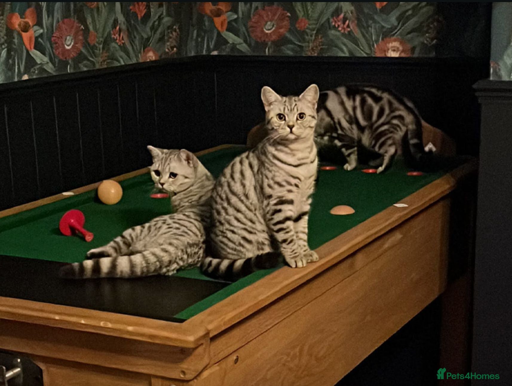 British Shorthair cats GCCF British Shorthair Silver Tabby Kittens - Advert 9