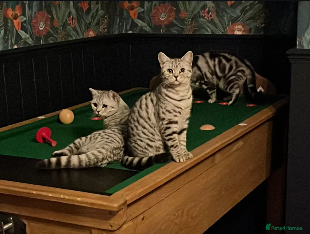 British Shorthair cats for sale: GCCF British Shorthair Silver Tabby Kittens in Market Drayton - Advert 1