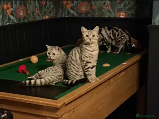 British Shorthair cats GCCF British Shorthair Silver Tabby Kittens - Advert 1