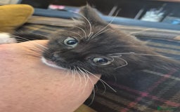 British Shorthair cats for sale: 5 adorable, playful kittens for sale. - Image 13