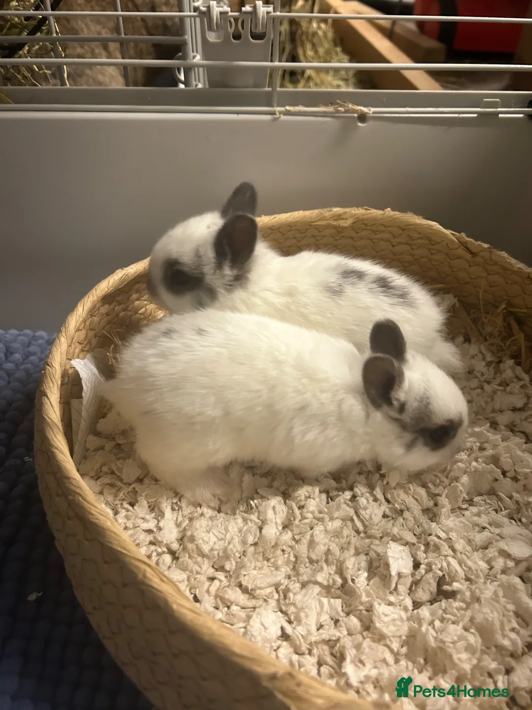 Netherland Dwarf rabbits for sale: 2 traditional netherland dwarf bunnies  - Advert 1