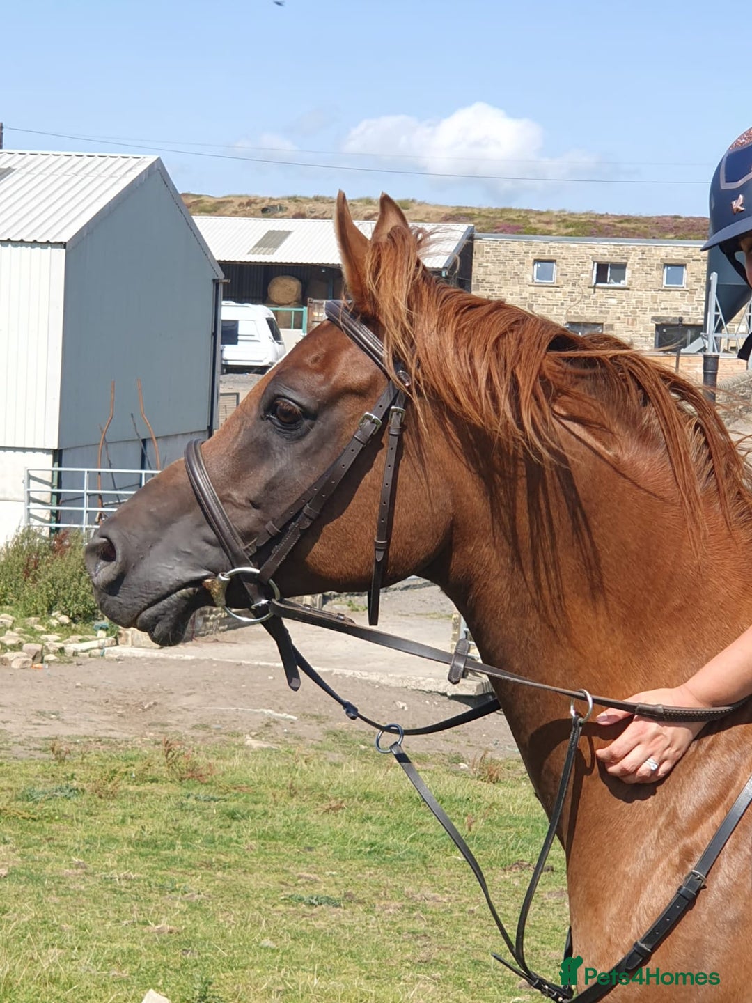 Arabian horse horses for sale: 15hh Arab Gelding For Sale - Image 2