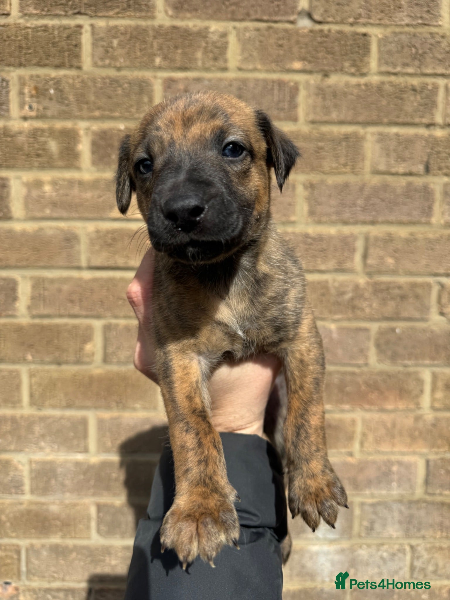 Mixed Breed dogs Bedlington Whippet - Advert 15