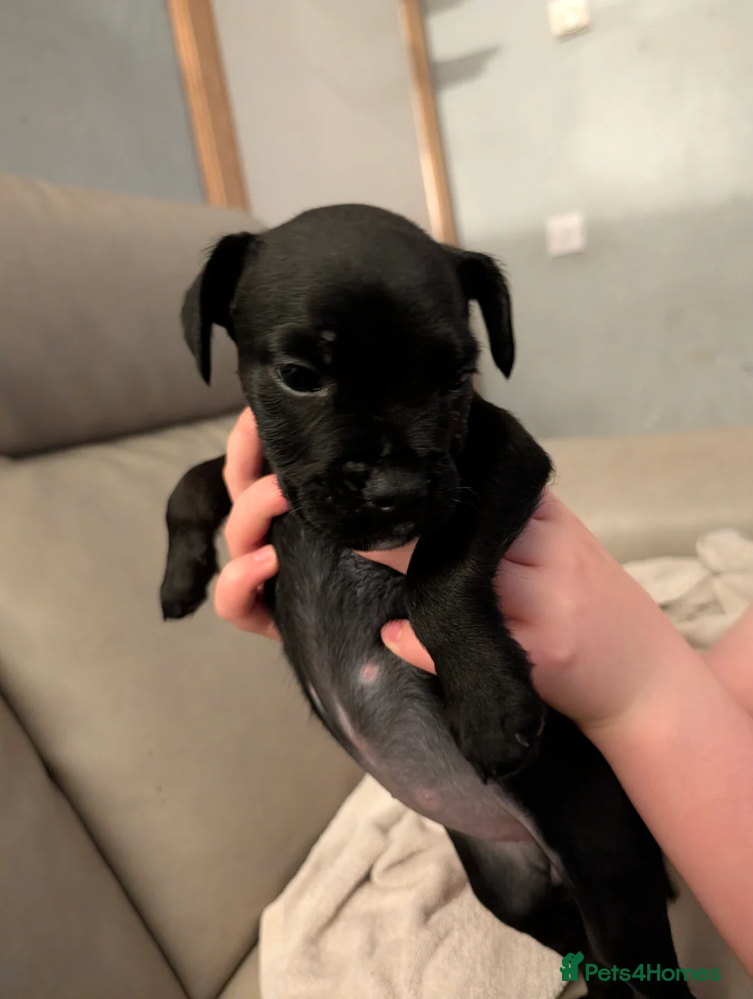 Mixed Breed dogs for sale: Ready now - Advert 2