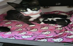 Mixed Breed cats for sale: 5 beautiful kittens ready to go - Image 4