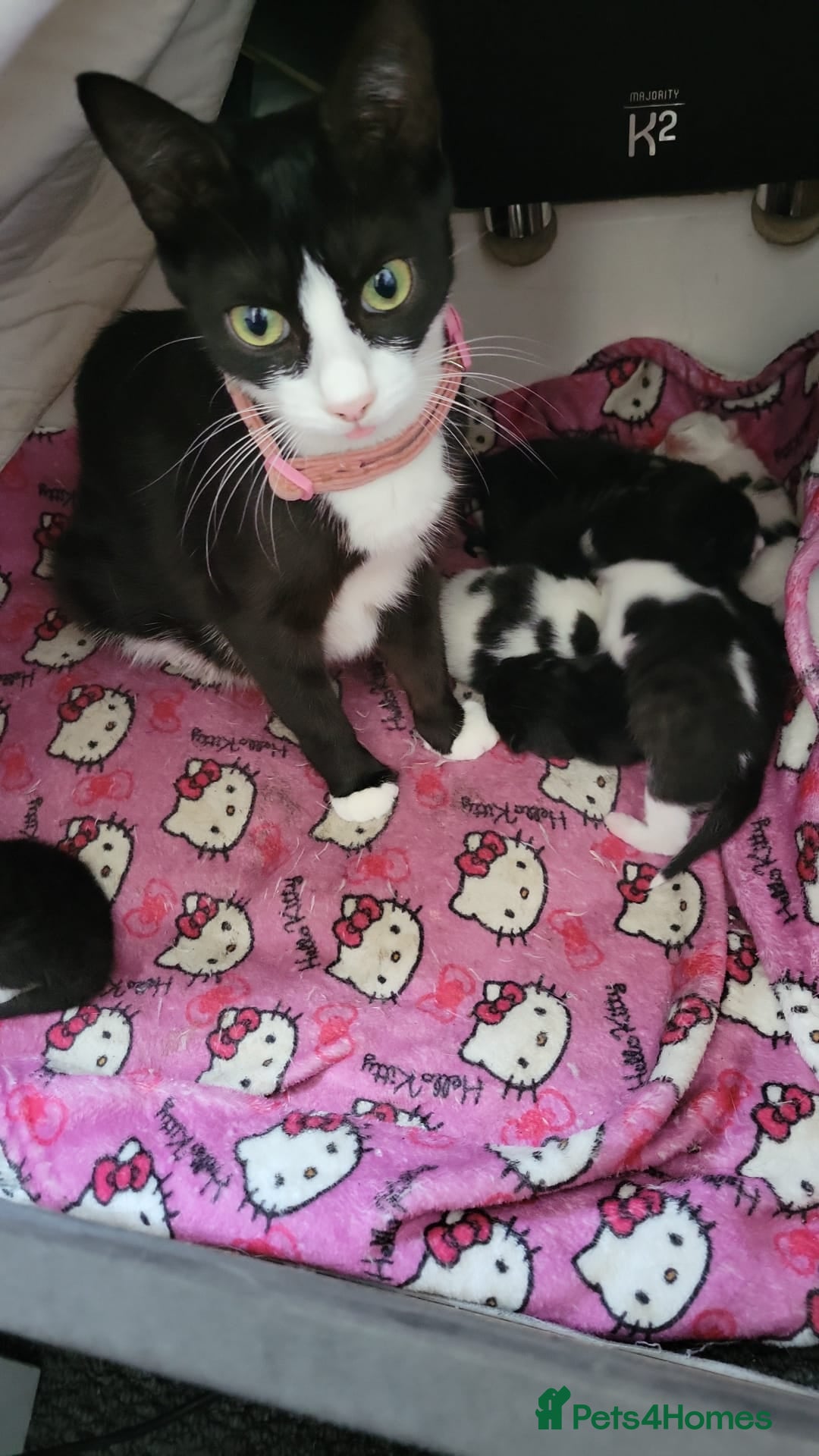Mixed Breed cats for sale: 5 beautiful kittens ready to go - Image 4