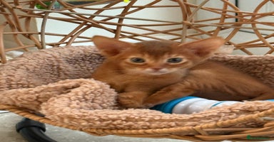 Abyssinian cats - Advert 16