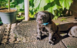 Mixed Breed dogs for sale: Dutch shepherd X pointer puppies  - Advert 21