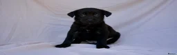 Mixed Breed dogs for sale: Dutch herder cross puppies - Advert 4