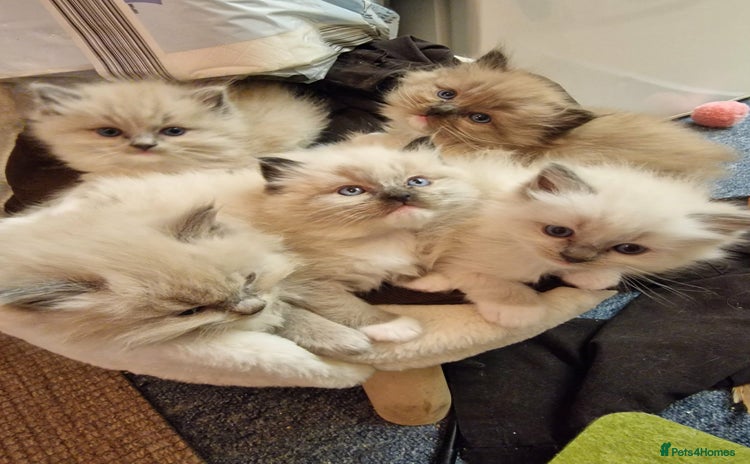 Ragdoll cats Stunning TICA Ragdoll Kittens - Mink, Sepia,  - Advert 16