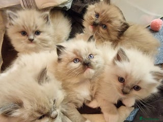 Ragdoll cats Stunning TICA Ragdoll Kittens - Mink, Sepia, - Advert 4