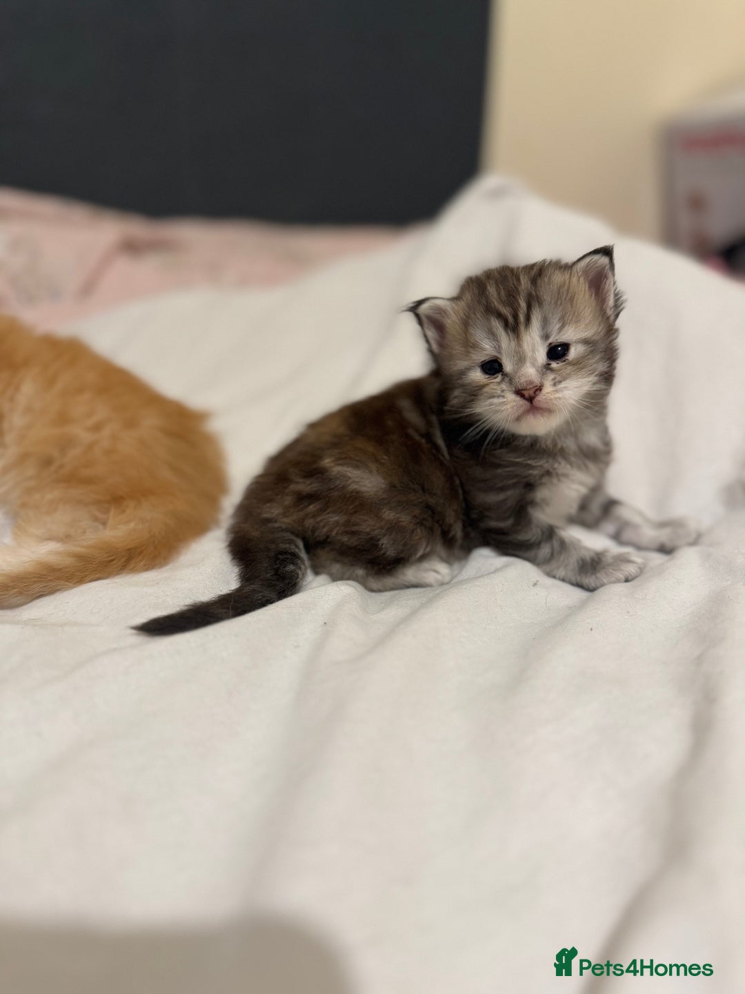 Maine Coon cats for sale: 3 week old mainecoon kittens - Advert 8