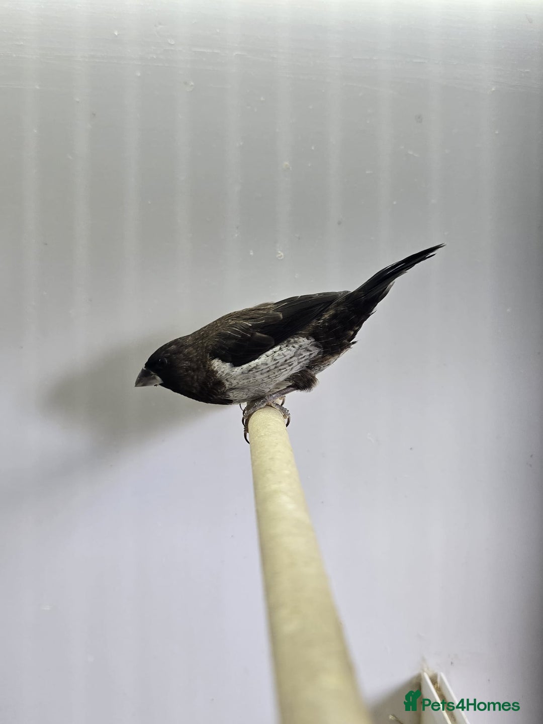 Finches birds for sale: Bengalese and zebra finch  - Image 4