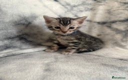 Bengal cats for sale: 🏡Gorgeous Bengal Kittens–Ready for Reservation 🐾 - Image 19