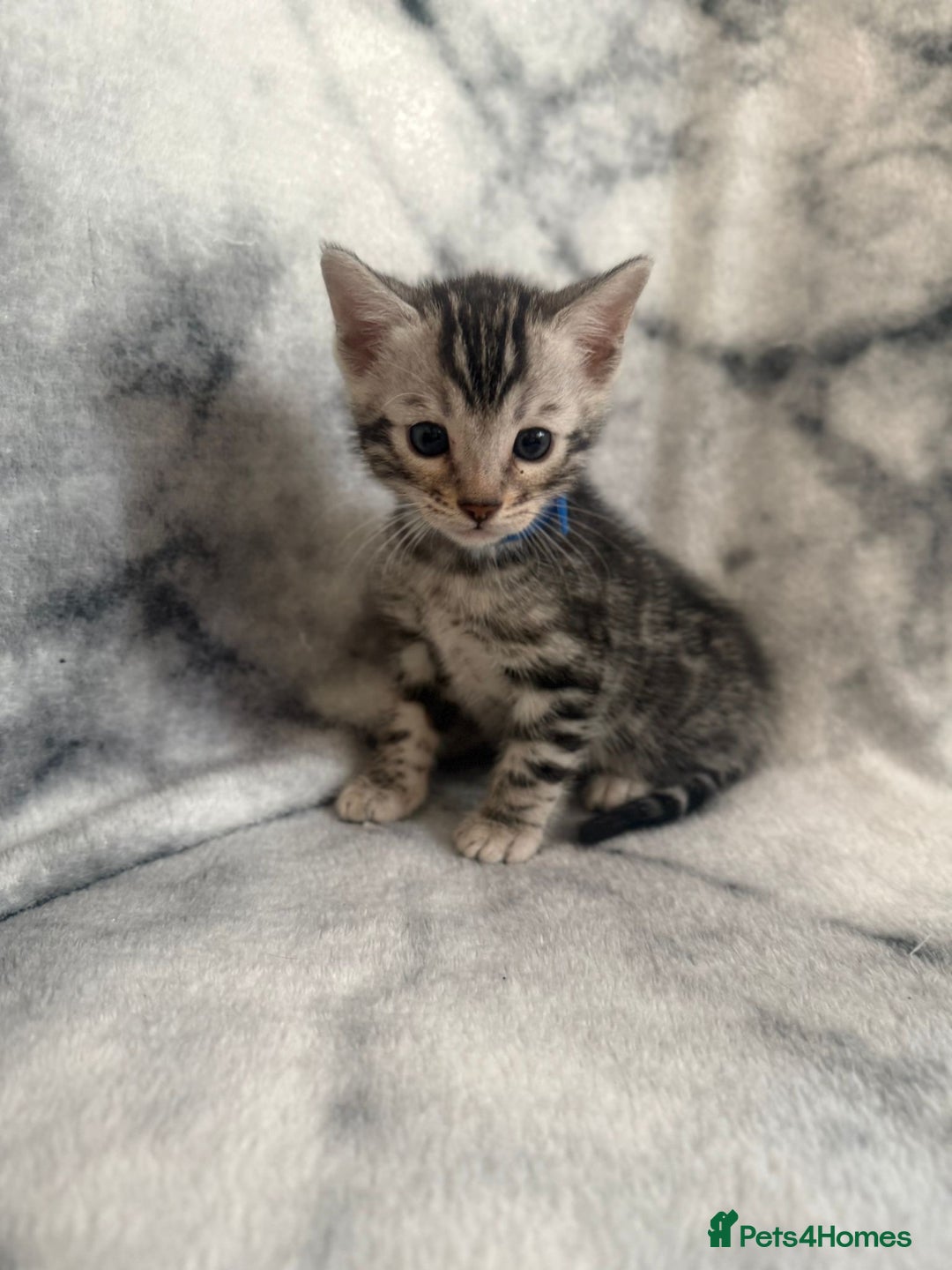 Bengal cats for sale: 🏡Gorgeous Bengal Kittens–Ready for Reservation 🐾 - Image 19