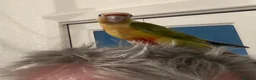 Conures birds for sale: Hand reared baby conures - Advert 2