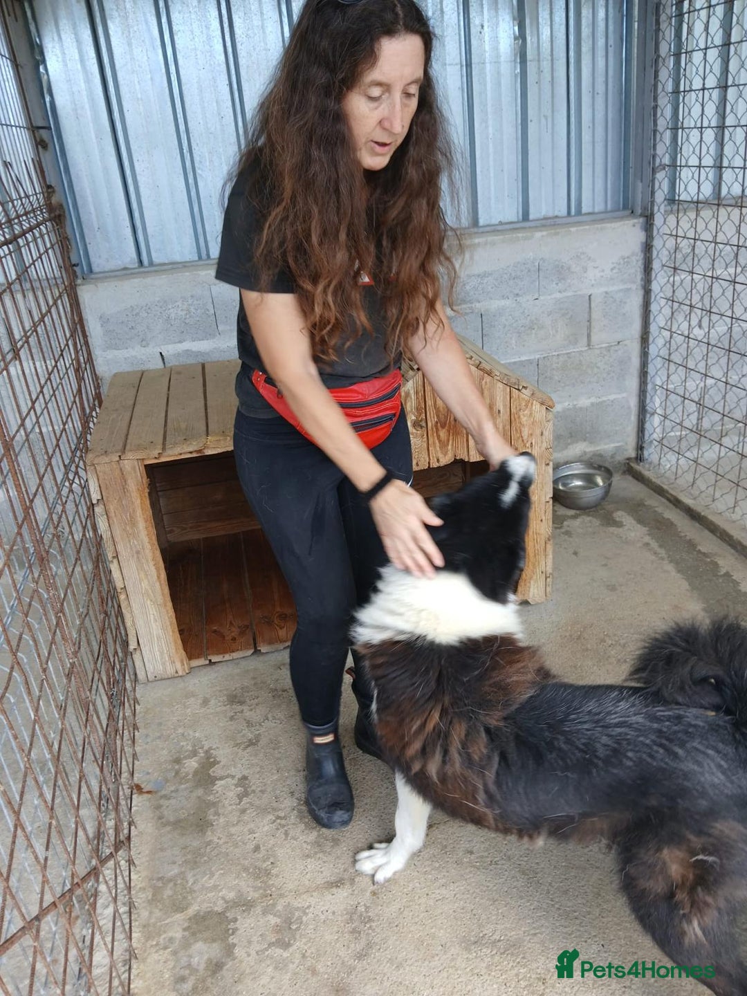 Mixed Breed dogs for adoption: Drummer, 6-7 yrs old. Available for adoption. - Image 9