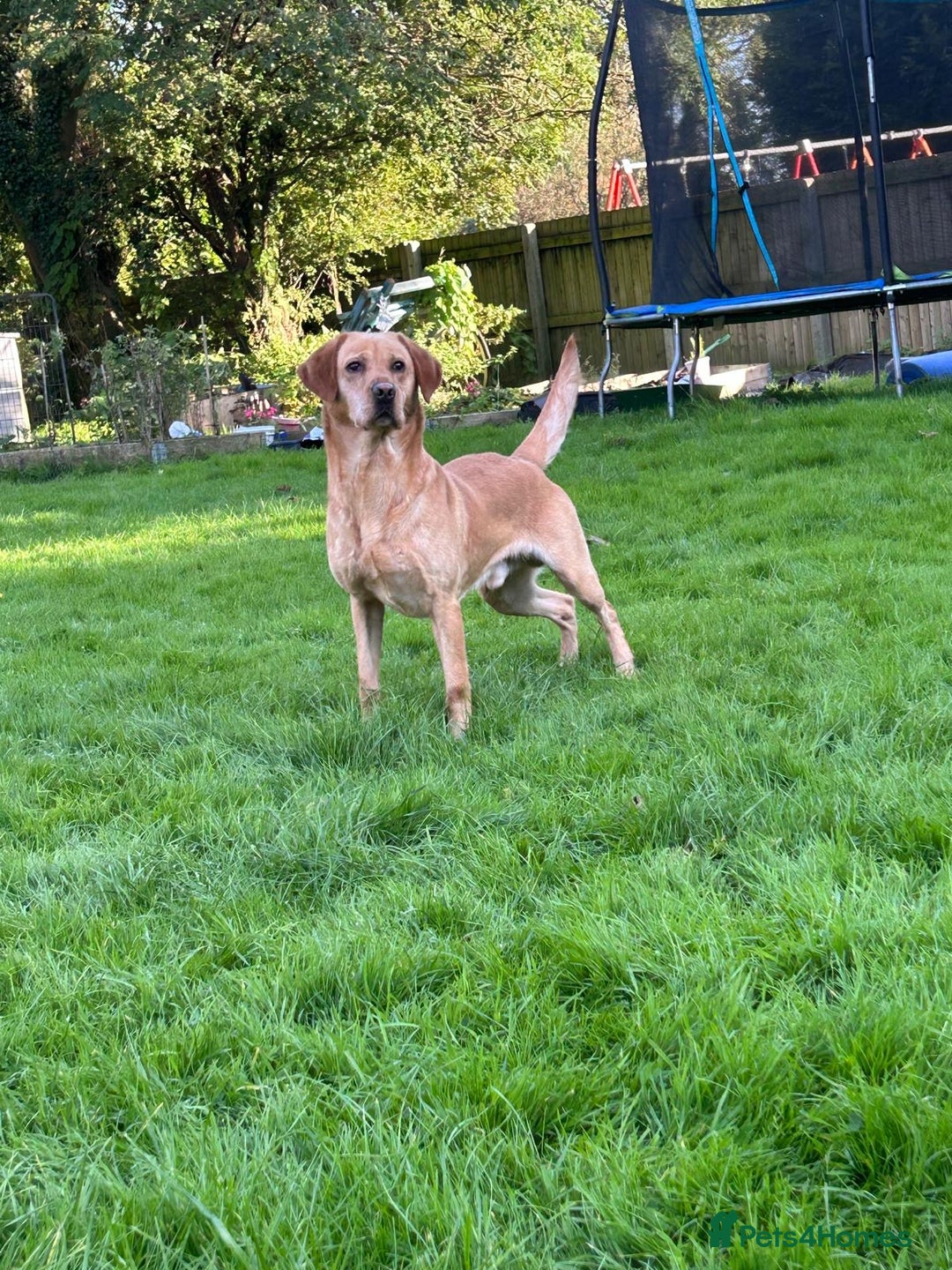 Labrador Retriever dogs for sale: Stunning Labrador pedigree puppies  - Advert 16