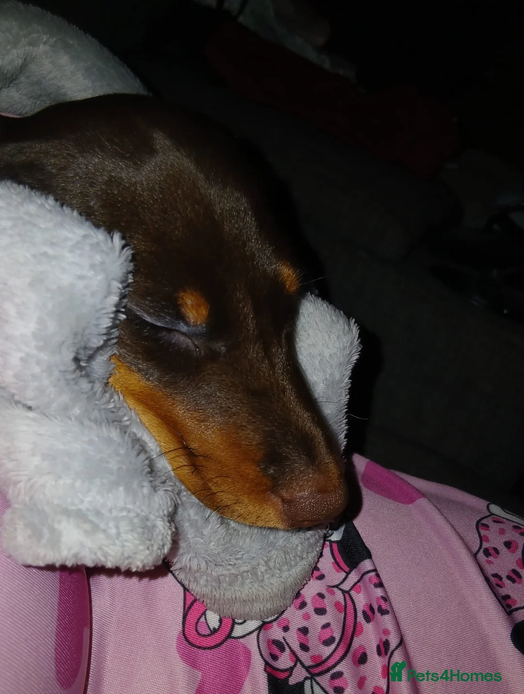 Miniature Dachshund dogs for sale: Miniature dachshund girl - Advert 2