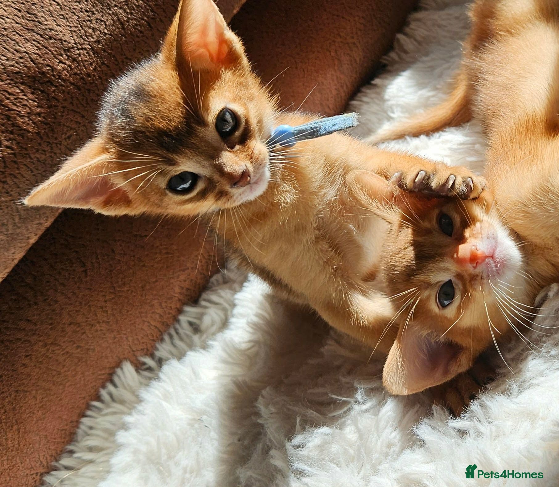 Abyssinian cats Abyssinian kittens for sale - Advert 10