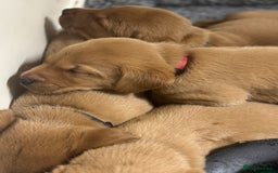 Labrador Retriever dogs for sale: KC Reg Health Tested Fox Reds Working Lines 4 Gen - Image 19