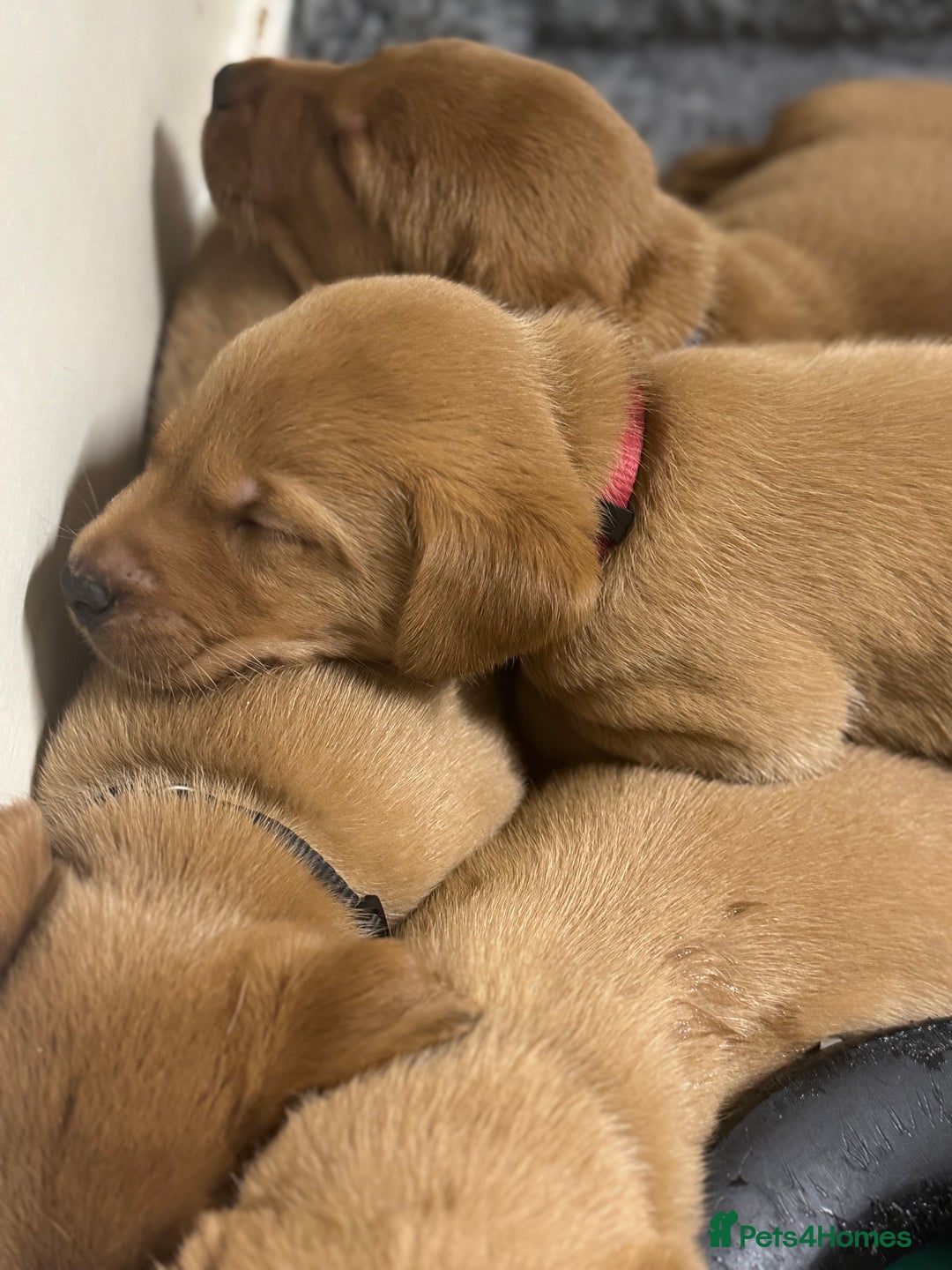 Labrador Retriever dogs for sale: KC Reg Health Tested Fox Reds Working Lines 4 Gen - Image 19