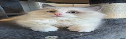 Ragdoll cats for sale: Adorable Pure Breed Ragdoll Kittens ❤️ - Advert 17