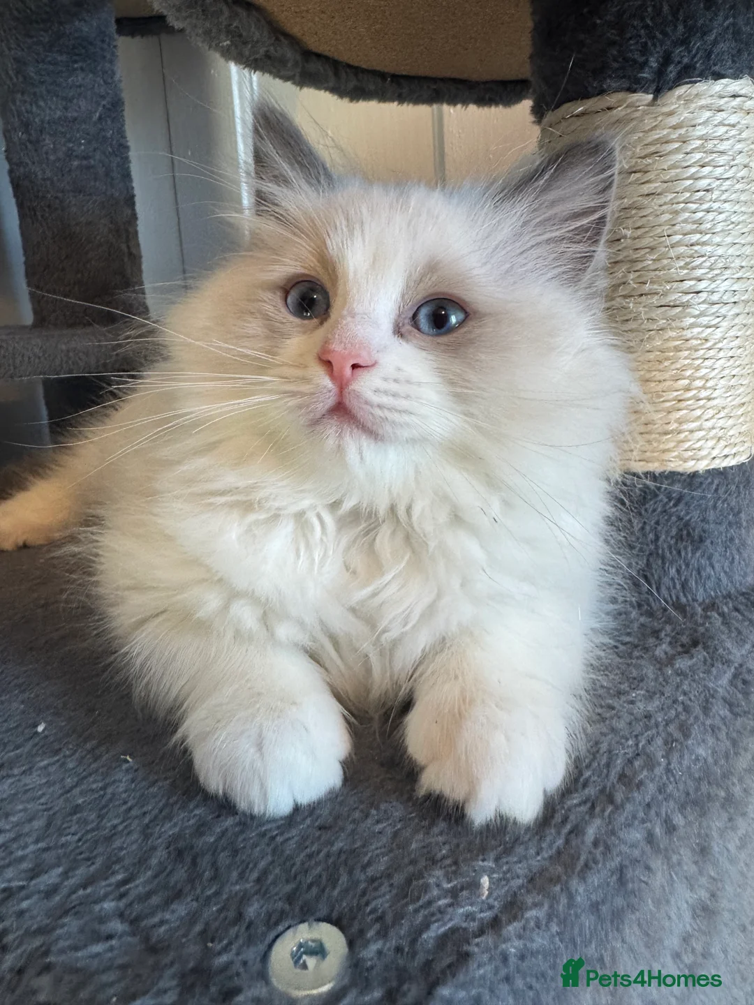Ragdoll cats for sale: Adorable Pure Breed Ragdoll Kittens ❤️ - Advert 17