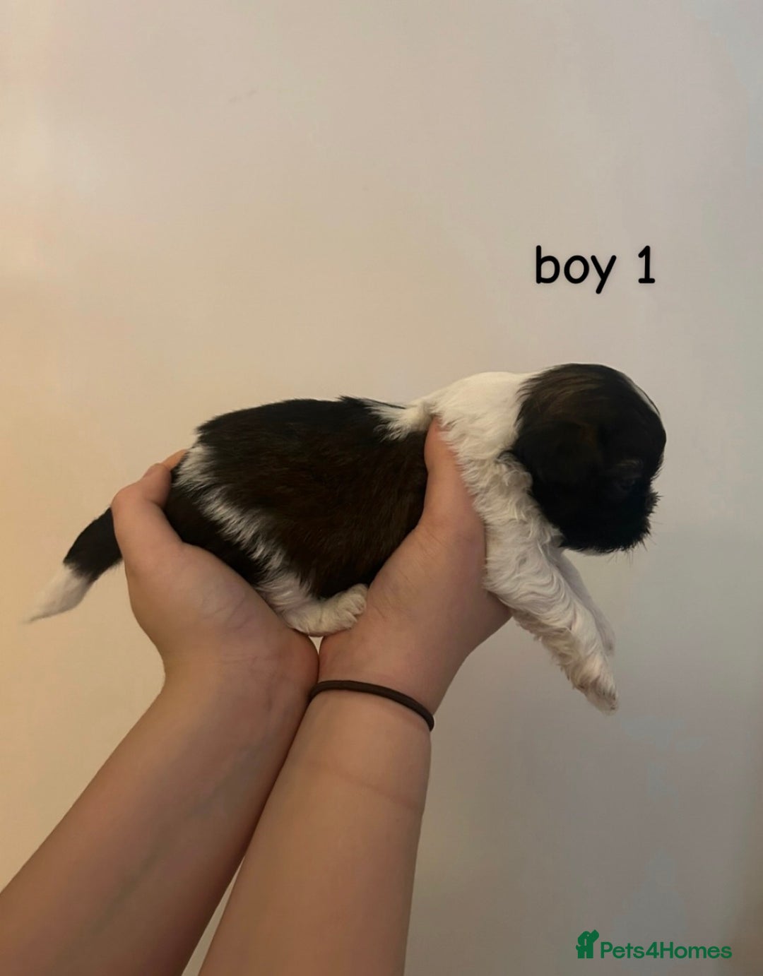 Shih Tzu dogs for sale: 3 adorable shih tzu puppies for sale - Advert 2