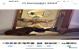 Mixed Breed dogs for sale: English French bulldogs x 3girls - Image 2