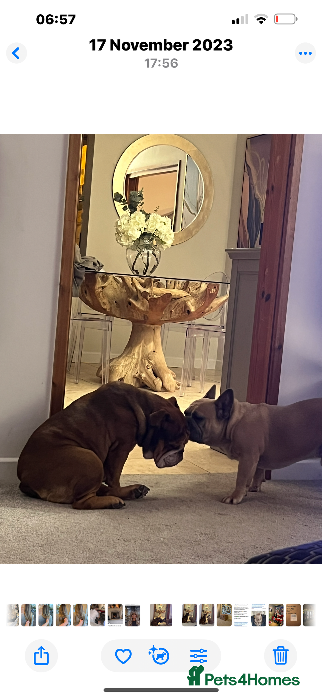 Mixed Breed dogs for sale: English French bulldogs x 3girls - Image 2