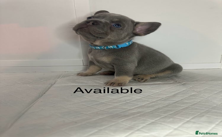French Bulldog dogs French bulldog puppies - Advert 3