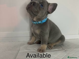 French Bulldog dogs French bulldog puppies - Advert 14