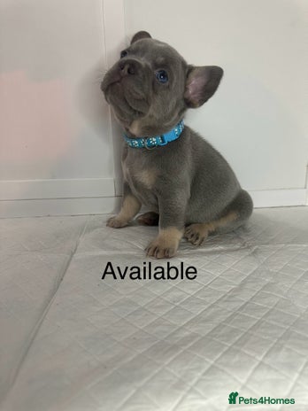 French Bulldog dogs French bulldog puppies - Advert 3
