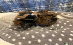 Guinea Pig rodents for sale: Lots of lovely baby guinea pigs - Image 16