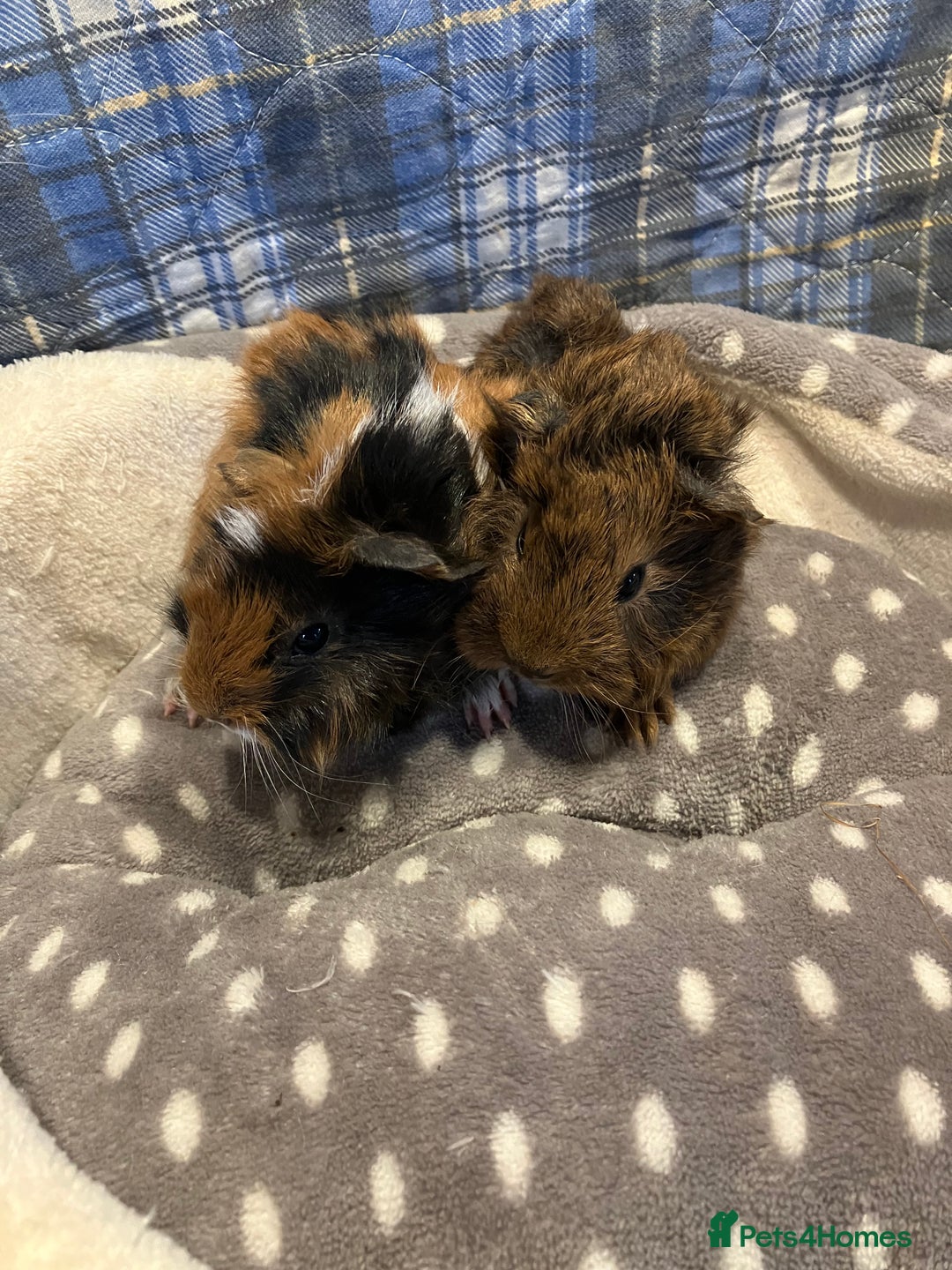 Guinea Pig rodents for sale: Lots of lovely baby guinea pigs - Image 16