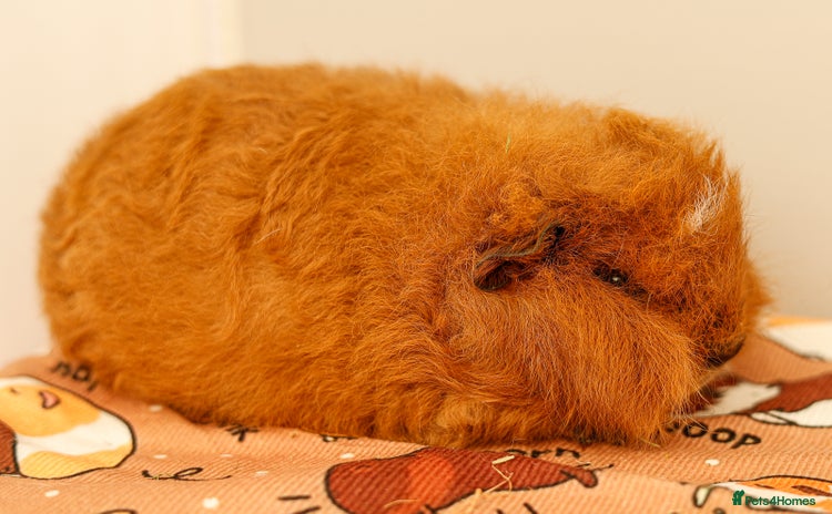 Guinea Pig rodents - Advert 1