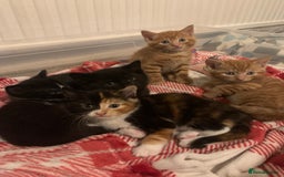 British Shorthair cats for sale: Three kittens ready for new home - Image 5