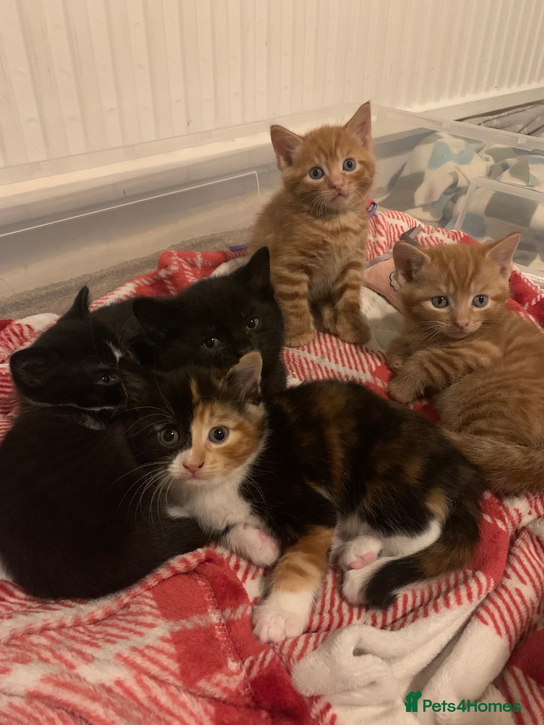 British Shorthair cats for sale: Three kittens ready for new home - Image 5