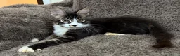 Maine Coon cats for sale: Ready for home pure bred maine coon kittens - Advert 6