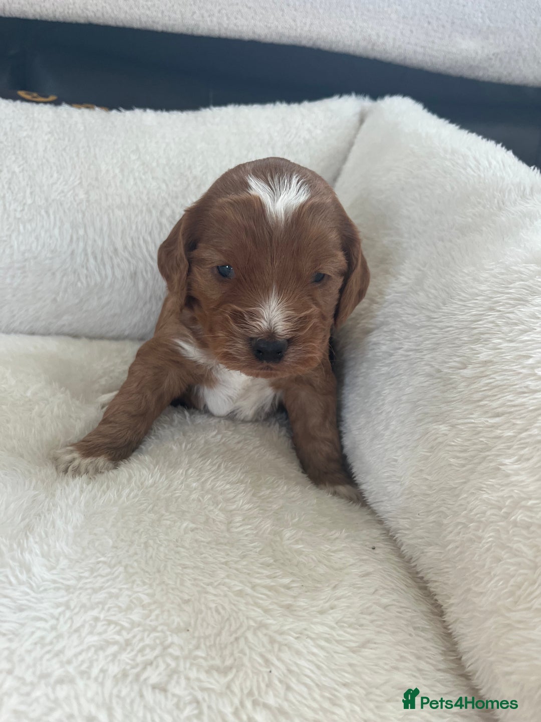 Cockapoo dogs for sale: Gorgeous cockapoo puppies for sale - Advert 2