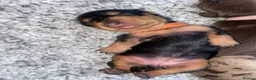 Miniature Dachshund dogs for sale: 3 beautiful girls  - Advert 25