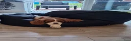 Cavalier King Charles Spaniel dogs for sale: Cookie - Advert 2