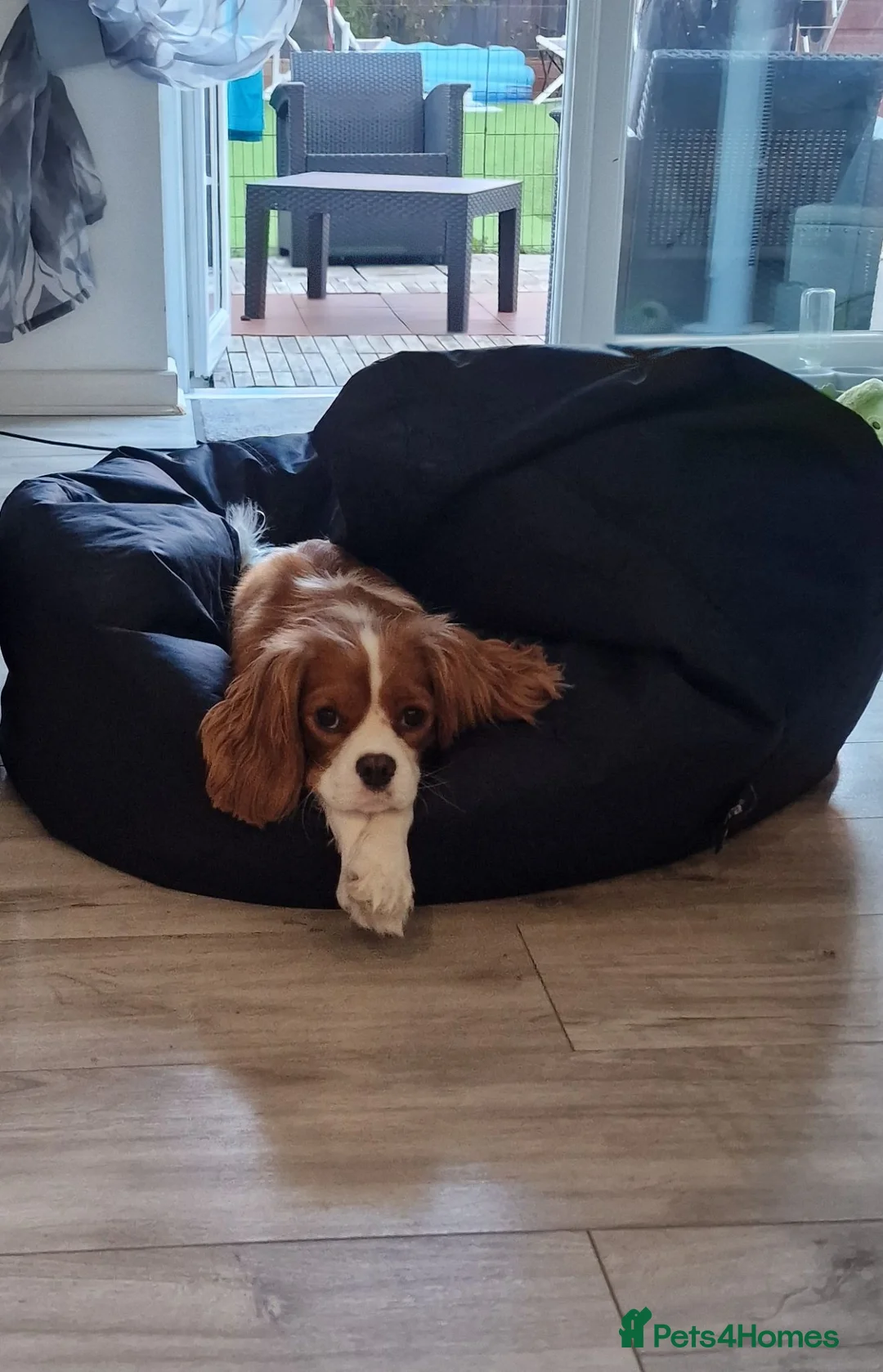 Cavalier King Charles Spaniel dogs for sale: Cookie - Advert 2