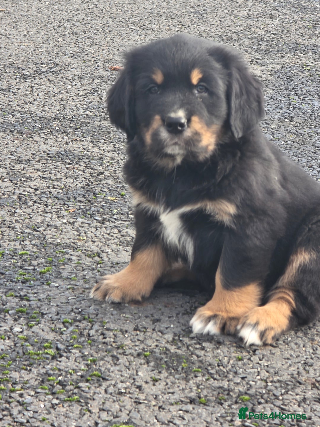 Mixed Breed dogs for sale: Stunning Golden Mountain pup's  - Advert 1