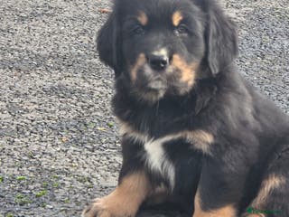 Mixed Breed dogs Stunning Golden Mountain pup's - Advert 16
