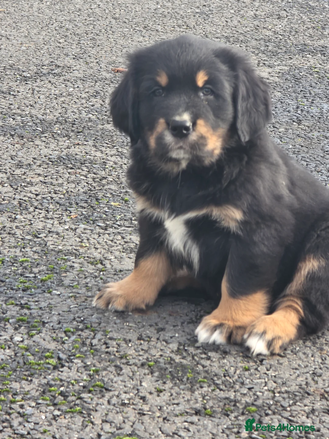 Mixed Breed dogs for sale: Stunning Golden Mountain pup's  - Advert 1